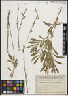 Foto von Salix purpurea L.
